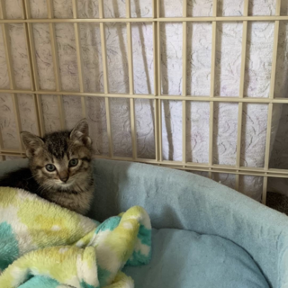 緊急里親募集中！