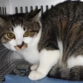 団体様より引出し。成猫♂022