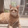 キリッと！！決め顔!