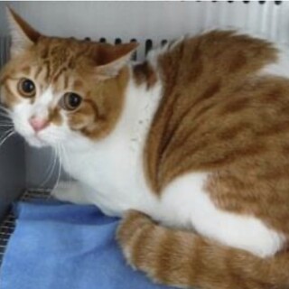 団体様より引出し。成猫♂023