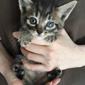 里親決定。キジ猫ポパイ君1ヶ月半
