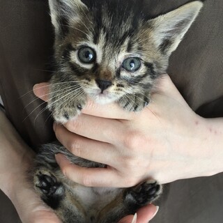 里親決定。キジ猫ポパイ君1ヶ月半
