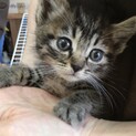里親決定。キジ猫オリーブちゃん1ヶ月半