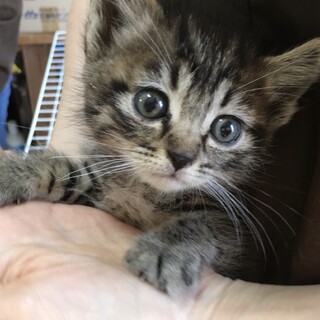 里親決定。キジ猫オリーブちゃん1ヶ月半