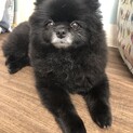 ブブ★まったりマイペースなポメラニアン9歳♀