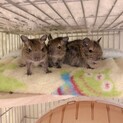 3月28日生まれデグー 