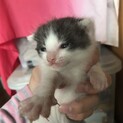 生後一ヶ月未満。ハチワレ子猫2匹