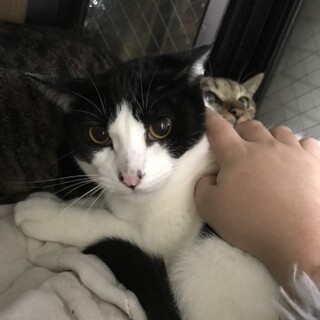 穏やか甘えん坊のハチワレ男子るか君