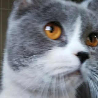 スリスリ大好きな甘えん坊猫ちゃん