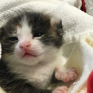 元気で可愛いミケ女を育ててみませんか？