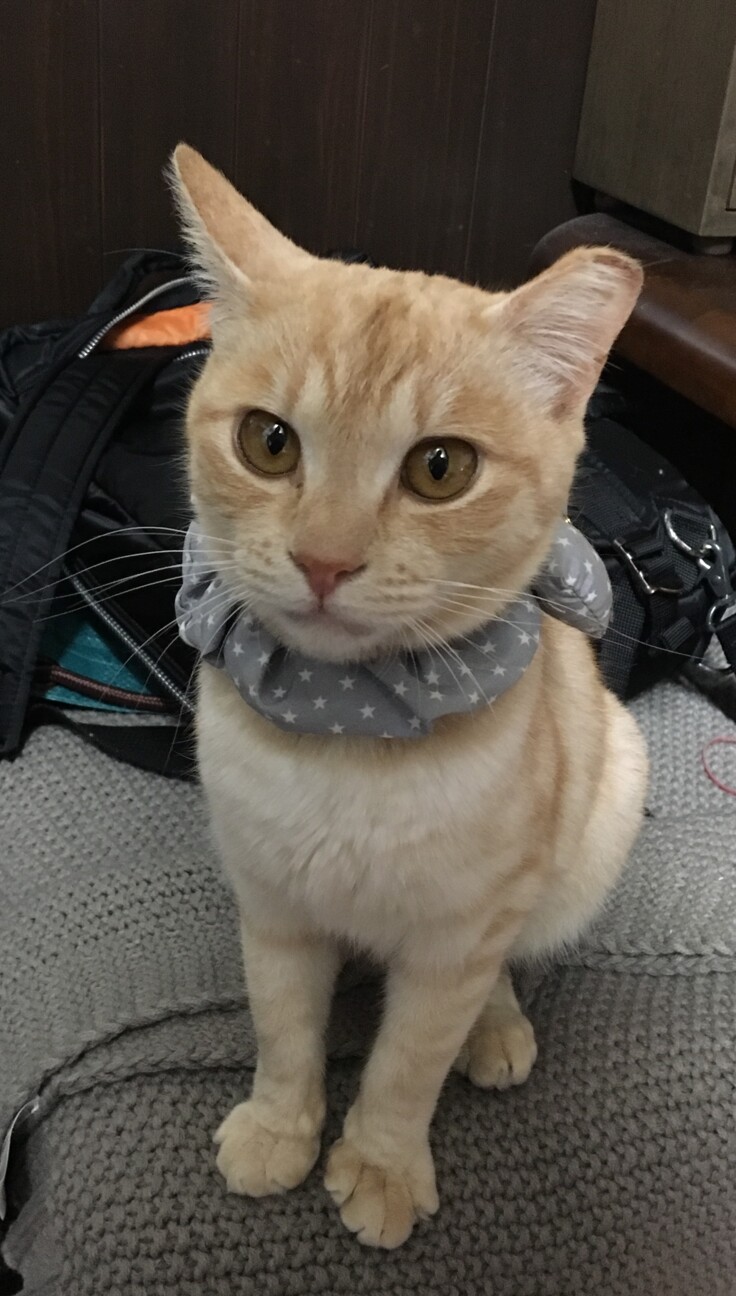 美人な茶トラ メス 福岡県 猫の里親募集 ペットのおうち 月間利用者150万人