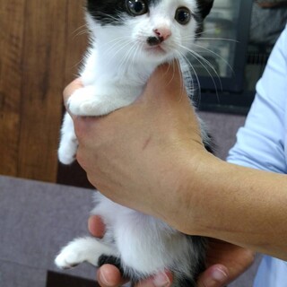 【代理投稿】２匹以上で家族にしてくださる方！