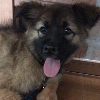 グレイスちゃん