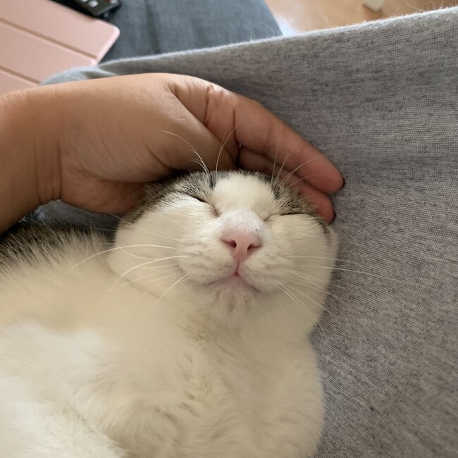 みかづき373のカバー写真