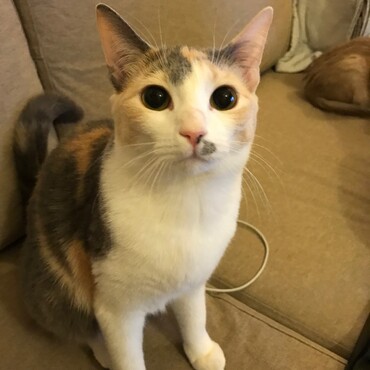 なごみ
