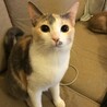 なごみ