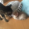 の写真