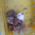 ヤンチャ子猫　あと2匹　里親募集