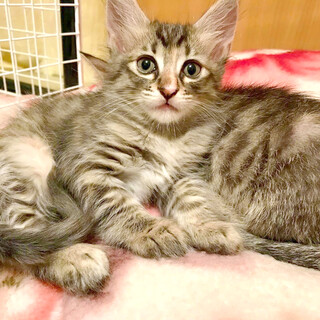 【ふわふわ長毛】キジトラ子猫のあずきちゃん