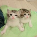 【一時停止】生後2週からミルクで育てたスマイル兄妹