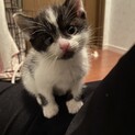 白黒ちゃんのずっとのおうち探し
