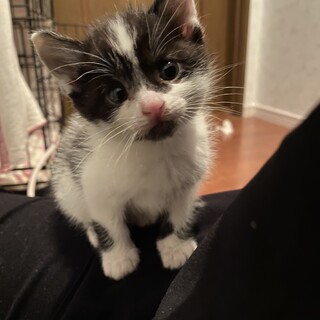 白黒ちゃんのずっとのおうち探し