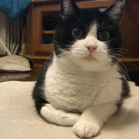 ちびまる