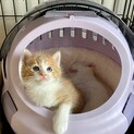 4/4生まれの可愛い超甘えん坊兄妹ペアで