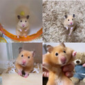 キンクマサテン男の子里親様募集