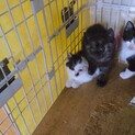 猫村さん模様の子猫