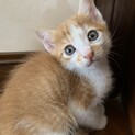 生後２ヶ月の仔猫の里親募集しています！