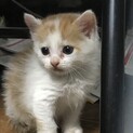 保護猫の里親を募集しています。