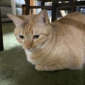 新しい家族になってください