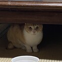 新しい家族になってください