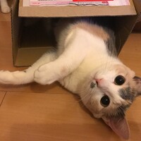 なごみ