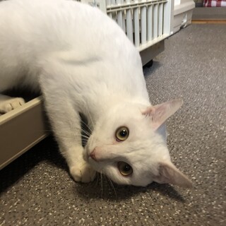 遊ぶの大好き！ひょうきんな男の子「バニラくん」