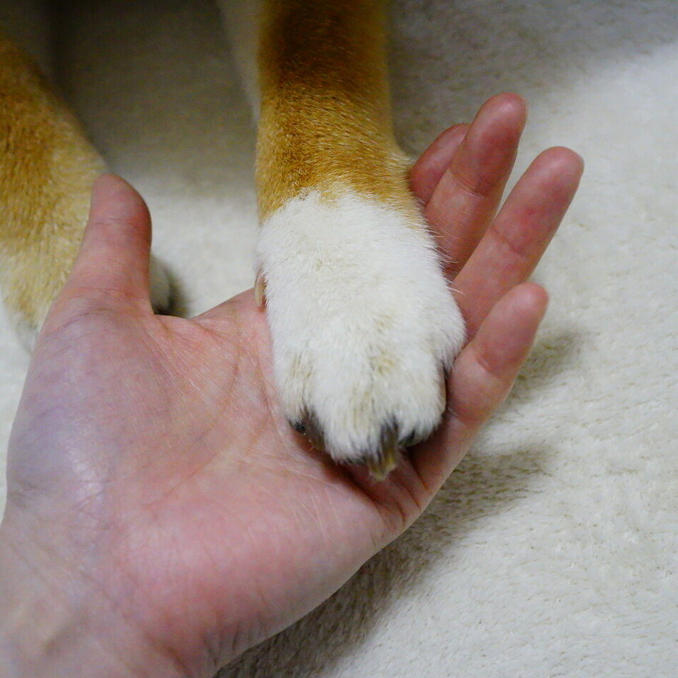 はるのカバー写真