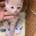里親さま決まりました☆