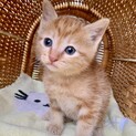 里親さま決まりました☆