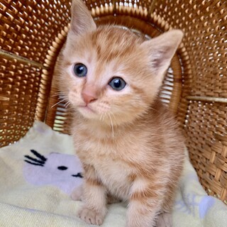 里親さま決まりました☆