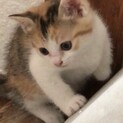 猫の赤ちゃん　シマミケのきなこちゃん（仮）