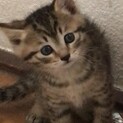 猫の赤ちゃん　キジトラのイケメンくん（仮）
