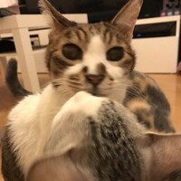 くー