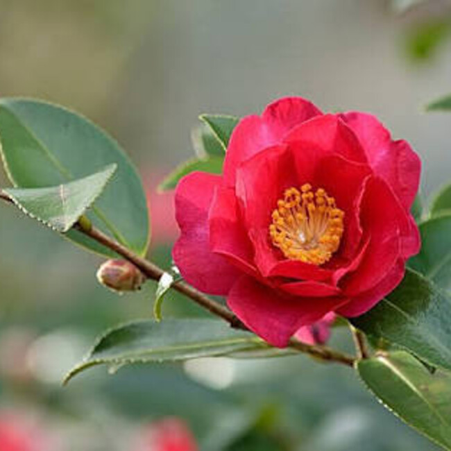 みいのカバー写真