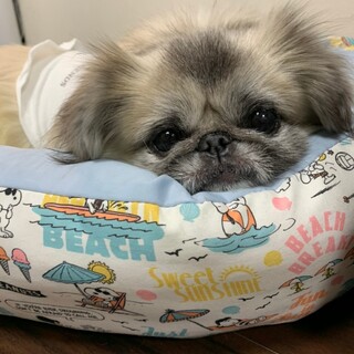 ツンデレマイペースが愛おしい、こゆめちゃん