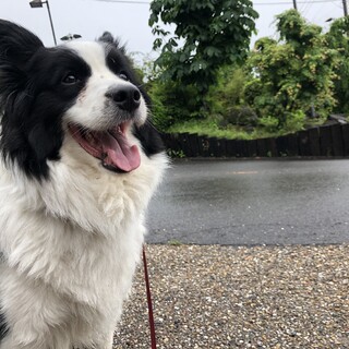 ボーダコリー　5歳くらいの女の子