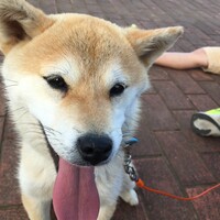 チョロ