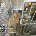 デグー里親さま募集＊交渉中＊