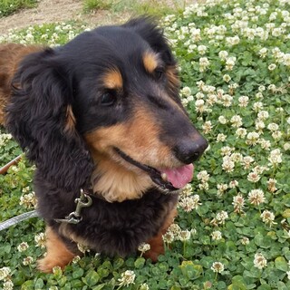 子犬のようにはしゃぐエディ　シニアだけど元気！