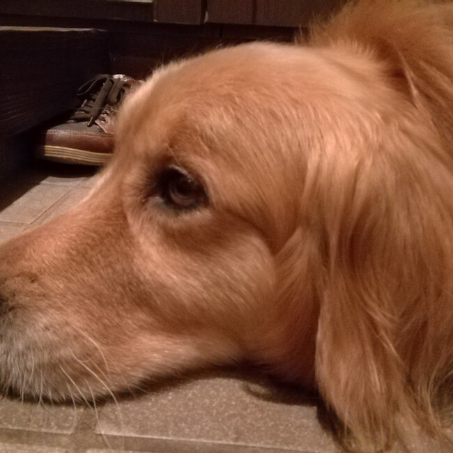 goaritaiのカバー写真